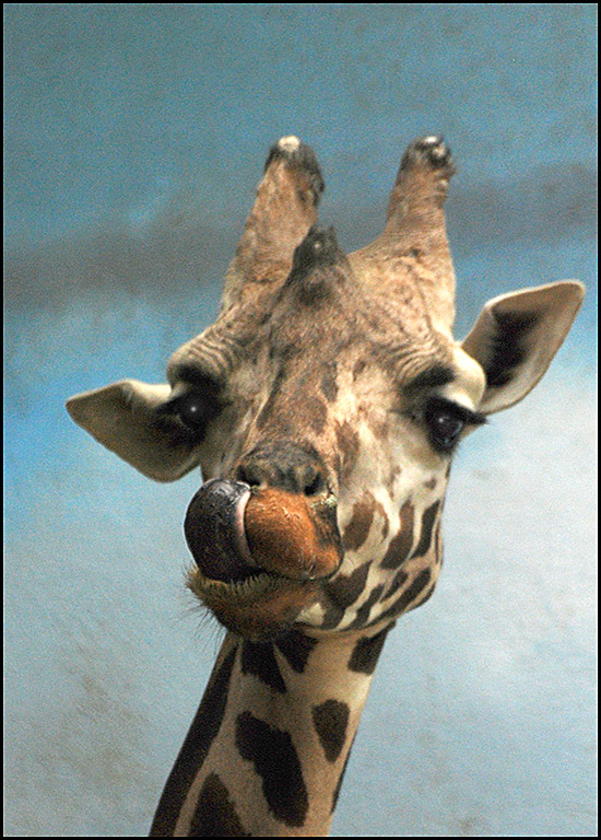 JPGiraffe Portrait